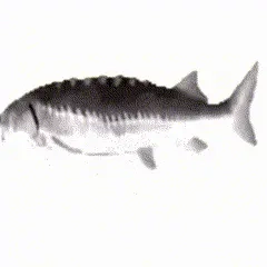 vertikal rotierender fisch